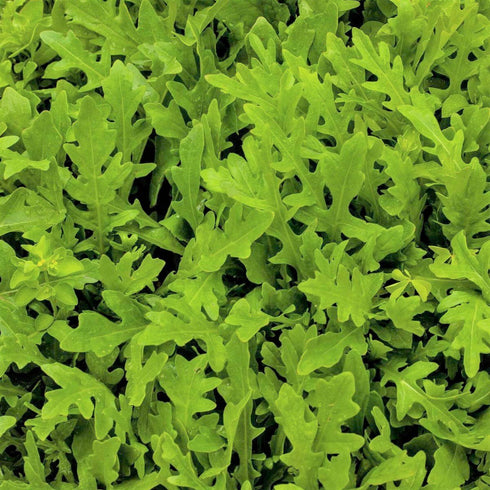 Rocket Salad Seeds (Arugula)